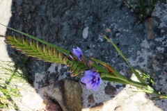 Thereianthus spicatus