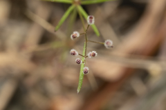 Galium setaceum