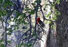 Anaplectes rubriceps