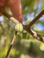 Callirhytis quercusventricosa