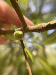 Callirhytis quercusventricosa