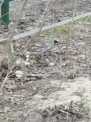 Parus major