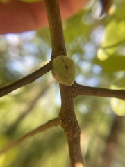 Callirhytis quercusventricosa