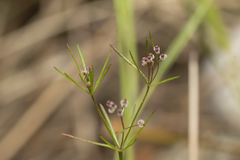 Galium setaceum