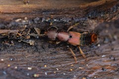 Platydracus cinnamopterus