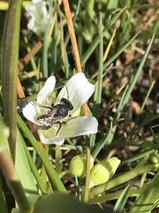 Andrena pulverea