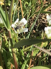 Andrena pulverea