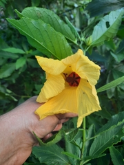 Hibiscus divaricatus