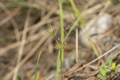 Galium setaceum