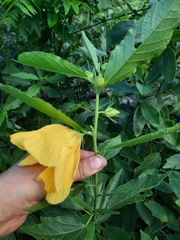 Hibiscus divaricatus