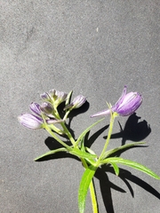 Delphinium trolliifolium