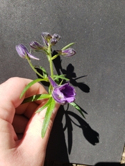 Delphinium trolliifolium