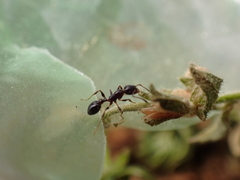 Temnothorax pergandei