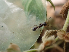 Temnothorax pergandei