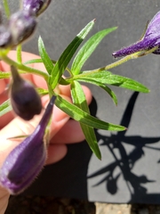 Delphinium trolliifolium