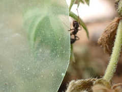 Temnothorax pergandei