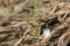 Galium setaceum