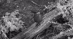 Numida meleagris mitratus