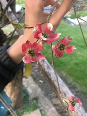 Cornus florida rubra
