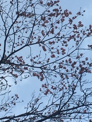 Cornus florida rubra