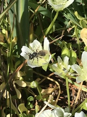 Andrena pulverea