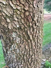 Cornus florida rubra