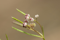 Galium setaceum