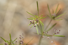 Galium setaceum
