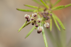 Galium setaceum