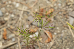 Galium setaceum