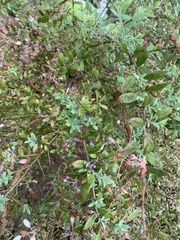 Rhododendron flammeum