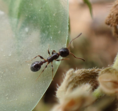 Temnothorax pergandei