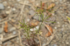 Galium setaceum