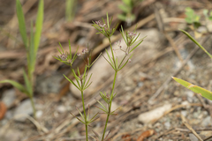 Galium setaceum