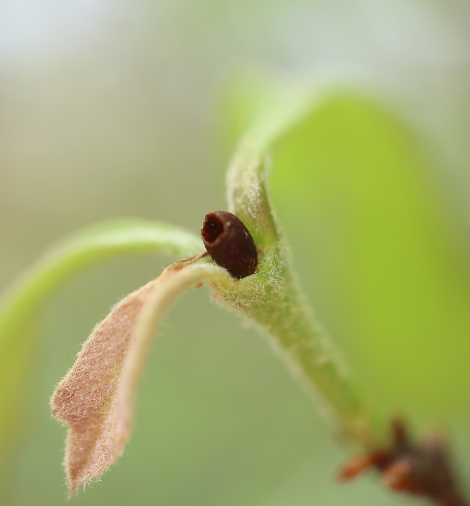 Acraspis gemula