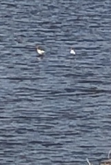 Recurvirostra americana