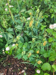 Crotalaria mitchellii