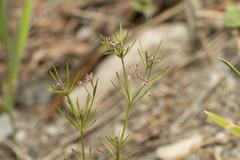 Galium setaceum