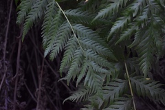 Woodwardia fimbriata image