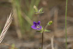 Campanula rhodensis