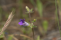 Campanula rhodensis