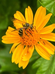 Neocorynura