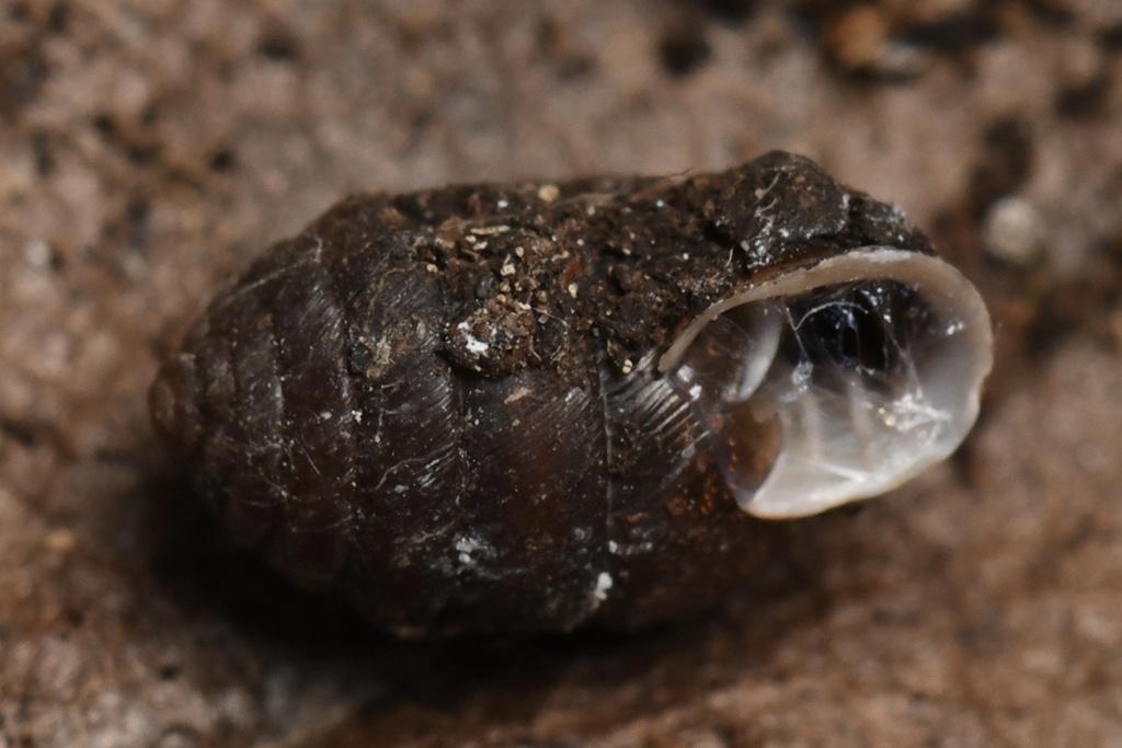 Large Orcula Snail