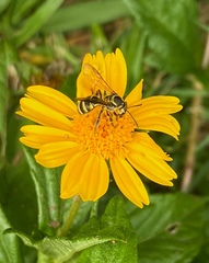 Neocorynura