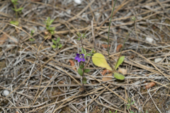 Campanula rhodensis