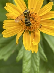 Neocorynura