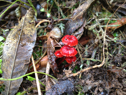Mycena viscidocruenta image