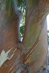 Eucalyptus deglupta