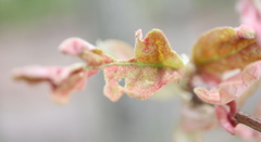 Neuroterus bassettii