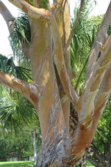 Eucalyptus deglupta
